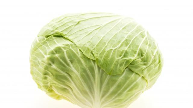 Ilustrasi resep masakan, kubis