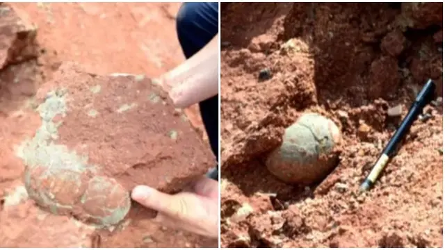Tak Terduga, Bocah Ini Temukan 11 Telur Dinosaurus Ketika Bermain di Tepi Sungai