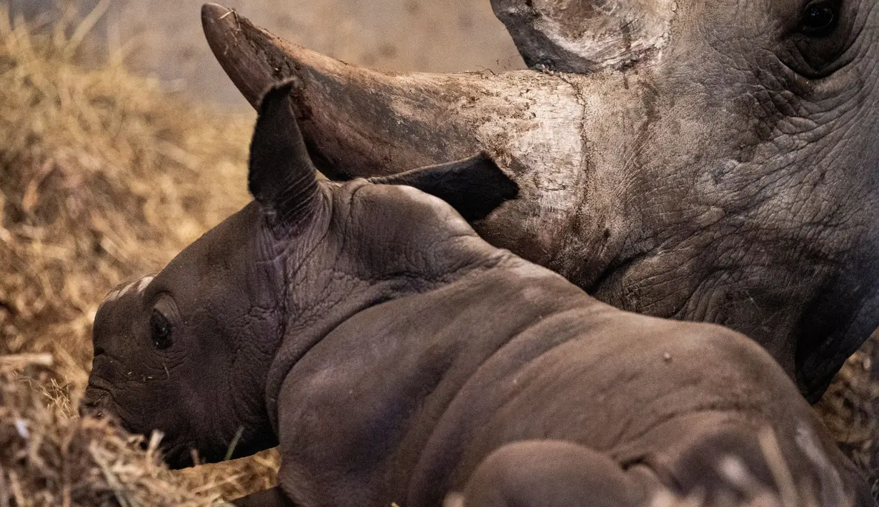 Badak putih yang baru lahir bersama induknya di kandang mereka di Kebun Binatang Kopenhagen, Denmark, Rabu (15/4/2020). Menurut organisasi Save the Rhino International, populasi badak putih tahun 2020 adalah antara 17.212 dan 18.915. (Niels Christian Vilmann/Ritzau Scanpix/AFP)