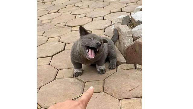 Viral, 7 Ekspresi Konyol Anjing Ini Sukses Bikin Gemas Netizen