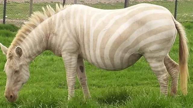 Zebra Albino