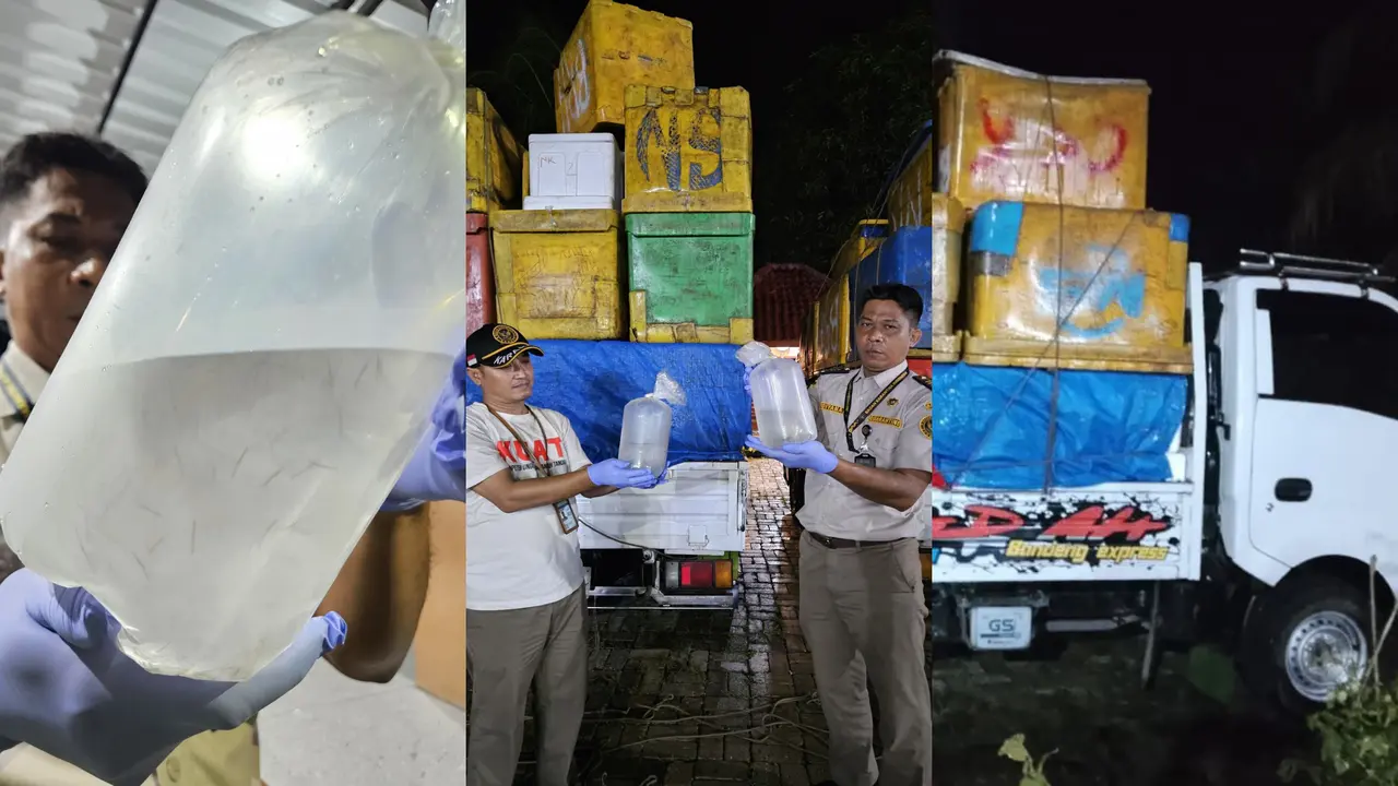Barang bukti 1,6 juta ekor benih udang windu ilegal berhasil digagalkan Petugas Karantina Lampung, di Pelabuhan Bakauheni. Foto : (Istimewa).