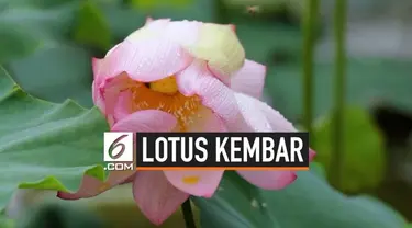 Dua bunga Lotus tumbuh mekar dalam satu tangkai di China. Fenomena ini terjadi di dua tempat yang berbeda.