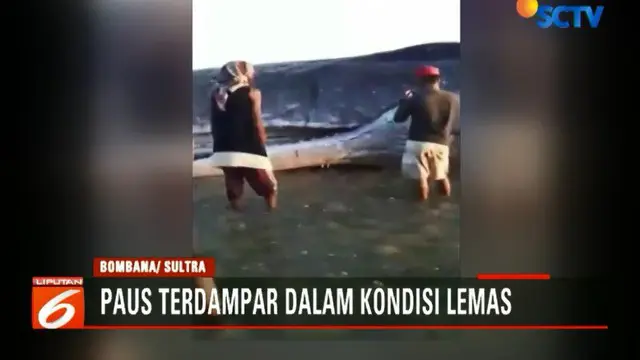 Saat ditemukan para nelayan, hewan mamalia ini dalam kondisi lemas dengan luka disekujur tubuhnya.