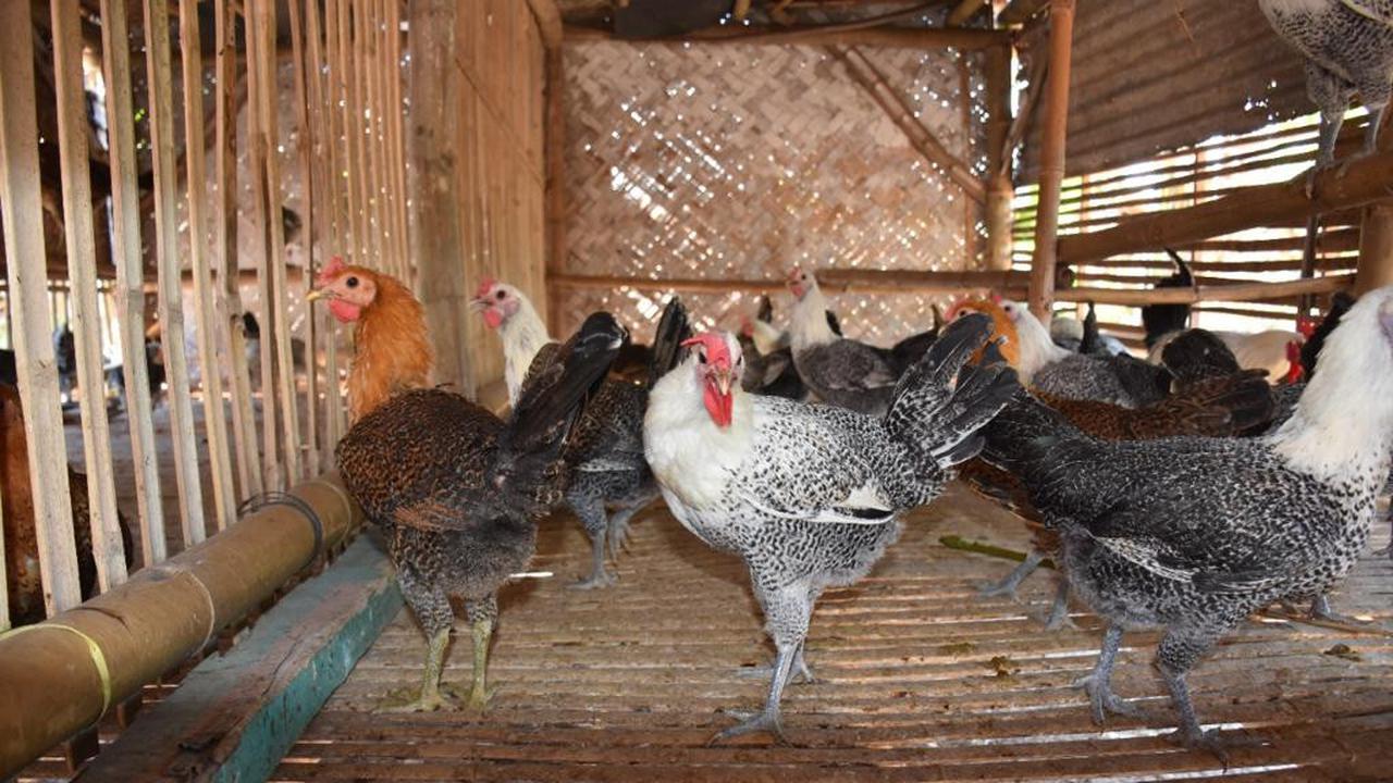 Kementan Upayakan Stabilisasi Perunggasan Nasional untuk Melindungi Peternak Lokal