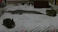 Kala Buaya Berbagi Ranjang Dengan 3 Kucing