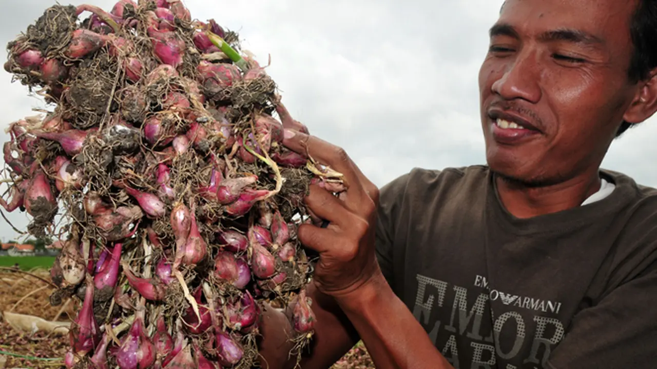 Cuaca Buruk, Harga Bawang Anjlok