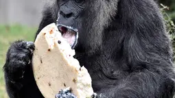 Gorila Fatou memakan kue ulang tahunnya saat berusia 61 tahun di kebun binatang Zoologischer Garten di Berlin, Jerman (13/4). Fatou adalah gorila tertua dari jenisnya yang hidup di Eropa. (AFP Photo/John Macdougall)