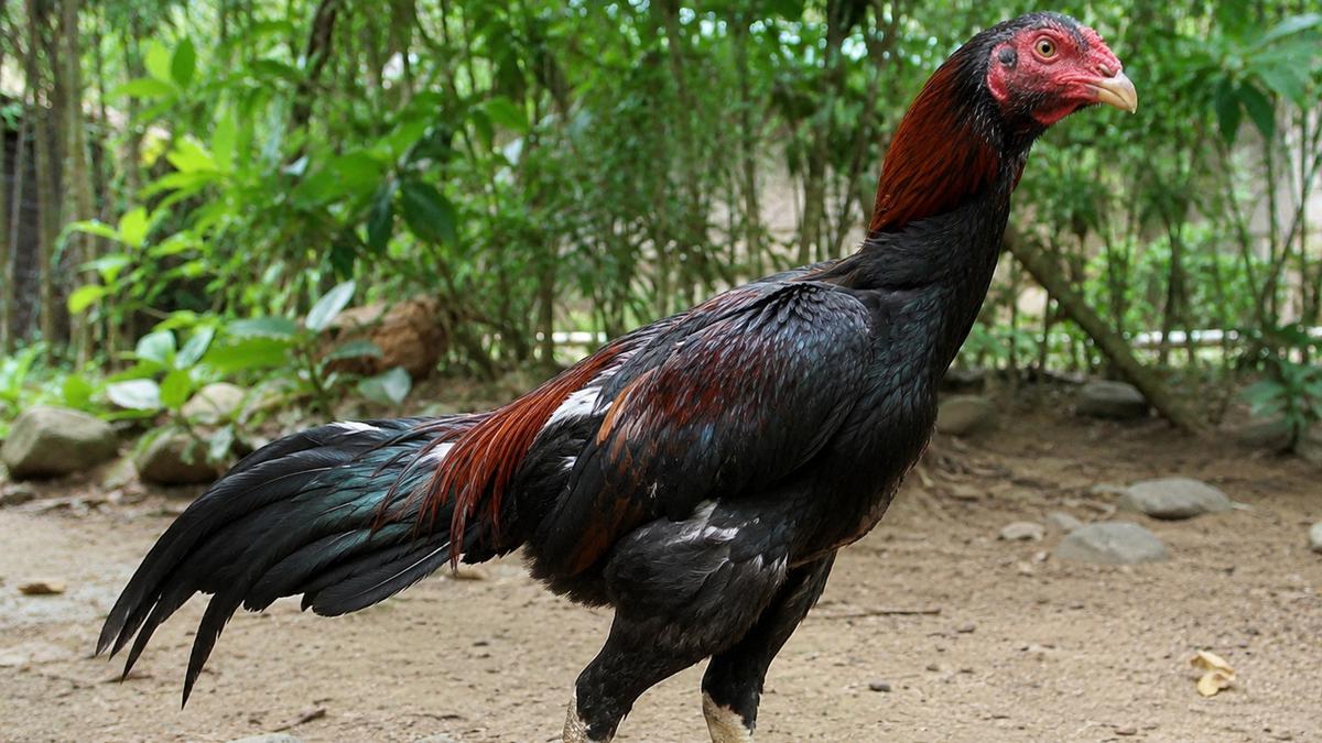 Cara Ternak Ayam Sengkuni untuk Pemula dari Nol sampai Panen dengan Mudah