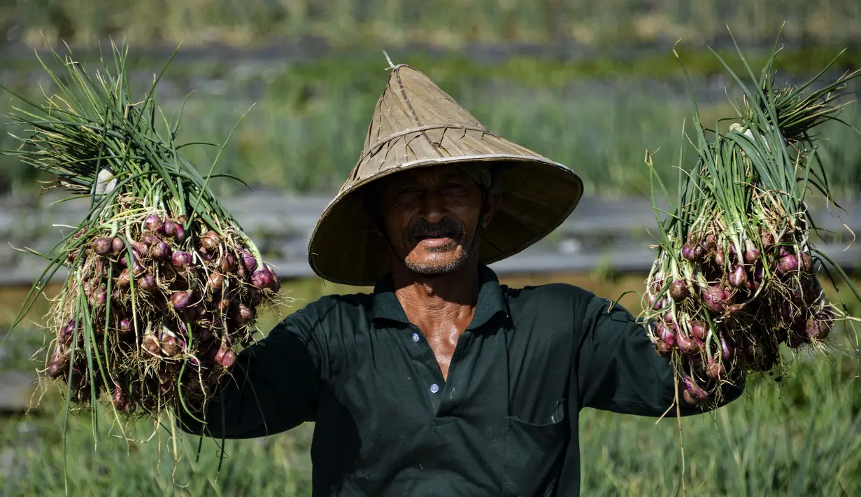 Seorang petani menunjukkan bawang saat panen di sebuah peternakan di Pekan Bada, dekat Banda Aceh (22/1/2020). Petani di daerah itu menyatakan panen bawang saat ini menguntungkan petani karena bersamaan dengan naiknya harga komoditas tersebut. (AFP Photo/Chaideer Mahyuddin)