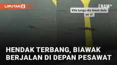 Seekor biawak berjalan di depan pesawat yang hendak terbang mengundang perhatian