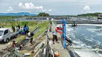 Mengulik Panen Perdana Tambak Udang Vaname Berbasis Climate Smart Shrimp di Desa Lalombi Sulawesi Tengah