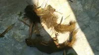 Dua ekor tupai mati tersengat listrik. Hewan mungil ini jadi penyebab sebagian wilayah di Dau, Malang mengalami pemadaman listrik (Foto : twitter @pln_dinoyo)