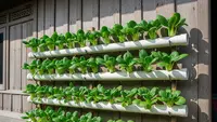 Cara Membuat Kebun Pakcoy Vertikal dari Pipa Bekas, Solusi Hemat Lahan untuk Rumah Minimalis