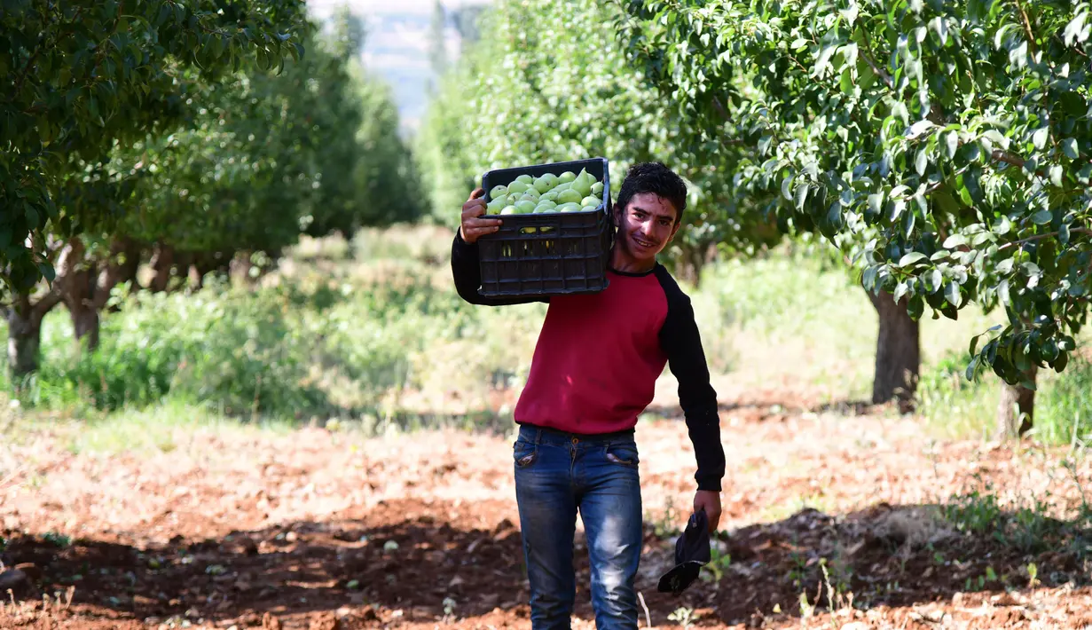Petani memanen buah pir di Zabadani, pedesaan Damaskus, Suriah, 22 Agustus 2020. Para petani kembali ke lahan pertanian mereka di kota yang dilanda perang itu usai Zabadani berhasil direbut kembali. Tahun ini, para petani menikmati panen pertama setelah bertahun-tahun. (Xinhua/Ammar Safarjalani)