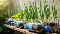 7 Cara Menanam Daun Bawang di Botol Bekas agar Tidak Perlu Beli Lagi