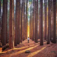 Tak hanya city road, New South Wales juga punya sederet hutan pinus paling memukau.