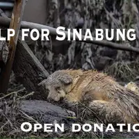 organisasi penyayang binatang bergabung selamatkan satwa di Gunung Sinabung. (Foto : facebook Garda Satwa Indonesia)