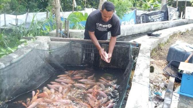 Kompetisi Vakum Ketua Panpel Pss Ternak Ikan Nila Indonesia