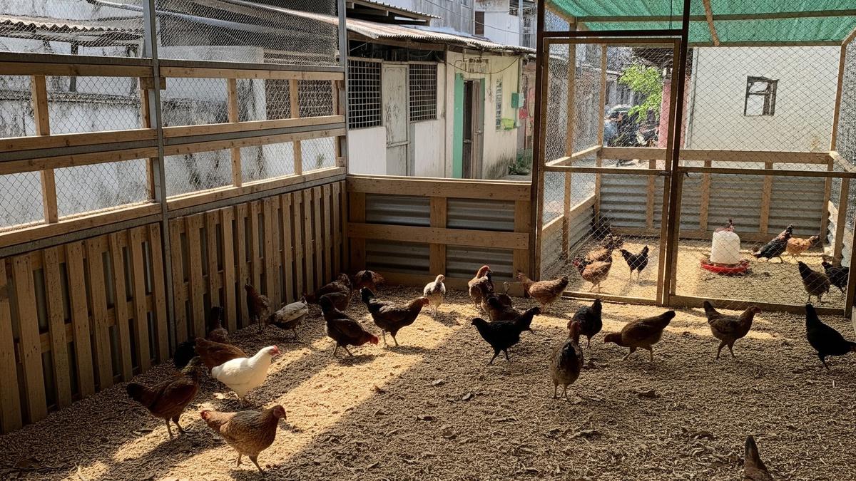 Tips Memilih Bibit Ayam Kampung Unggul Agar Cepat Besar, Panduan Lengkap Peternak Sukses