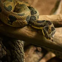 ilustrasi mimpi bertemu ular/Sagar Kulkarni/unsplash