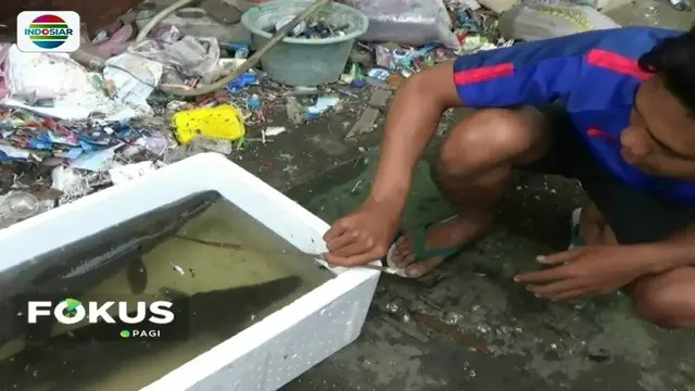 Dua ekor ikan aligator kembali tertangkap jaring warga yang ditebar di Kali Item. Oleh warga, ikan tersebut akan diserahkan pada pihak berwenang.