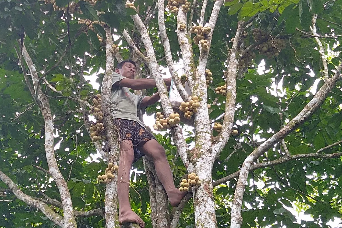 Panen Duku di Muarajambi