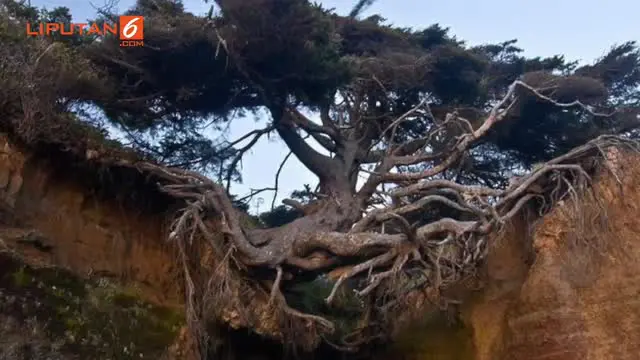 Tidak seperti pohon pada umumnya, sebuah pohon besar tumbuh di antara tebing yang longsor di bagian bawahnya.