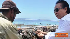 Citizen6, Kutuh: Menteri akan membantu mesin pengolah rumput laut,serta paket bantuan Pembinaan Usaha Masayarakat Desa (PUMP) sebanyak tiga paket,para-para dan gudang rumput laut. (Pengirim: Efrimal Bahri)