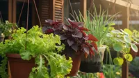 10 Jenis Tanaman Sayur Gantung untuk Teras: Solusi Berkebun Modern di Lahan Sempit