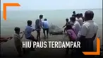 Seekor hiu paus dengan panjang 6 meter mati terdampar di Thoothukudi, India. Hiu paua merupakan spesies ikan terbesar dan terancam punah.