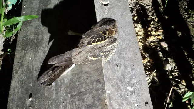 Penampakan dari dekat Burung Cabak Kota di malam hari di TNWK. Foto : (Liputan6.com/Ardi).
