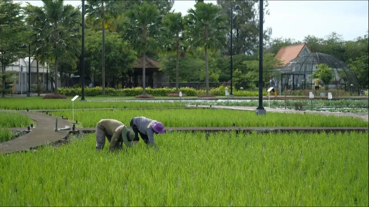 Petani.