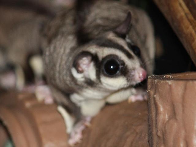 9 Jenis Sugar Glider Termahal Yang Paling Banyak Diminati Lucu Dan Imut Hot Liputan6 Com