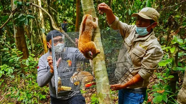 Petugas BBKSDA dan Reskrimsus Polda Riau melepasliarkan kukang sitaan dari tersangka jual beli satwa liar ke alam.