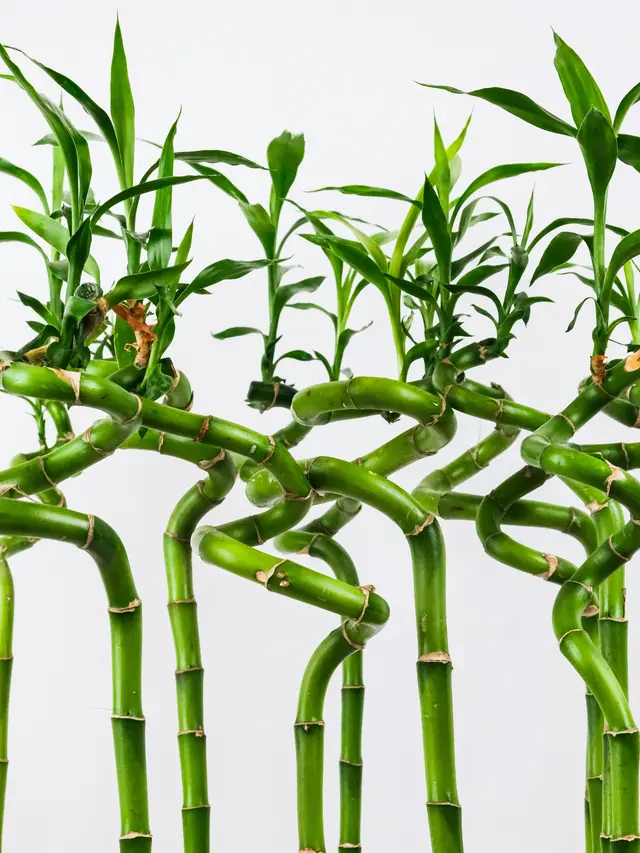 Lucky Bamboo