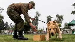 Seekor anjing menghadiri sesi pelatihan di sekolah pelatihan anjing polisi Chile di Santiago, 9 Oktober 2018. Dua ratus anjing dari ras yang berbeda mengikuti pelatihan di paru-paru kota Santiago. (Martin BERNETTI/AFP)