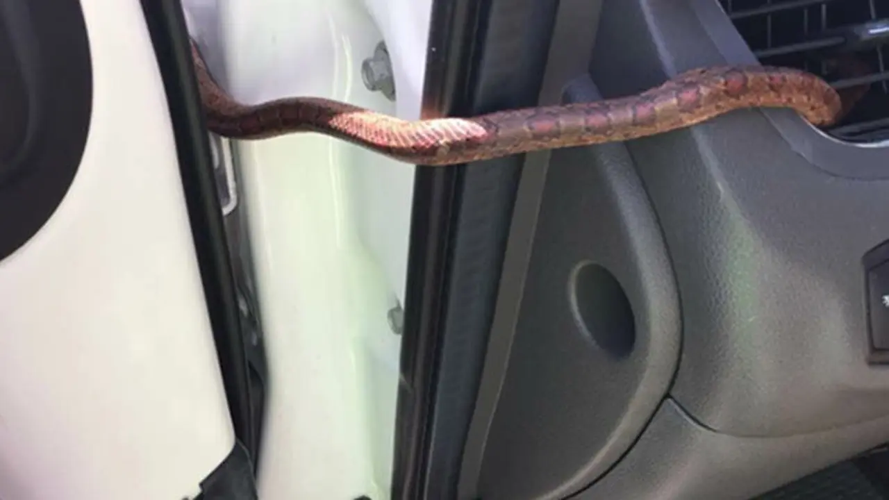 Gadis Panik, Ular Tiba-Tiba Muncu dari Lubang AC Mobil