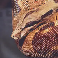 ilustrasi arti mimpi ada ular di rumah/Susanne Jutzeler/pexels