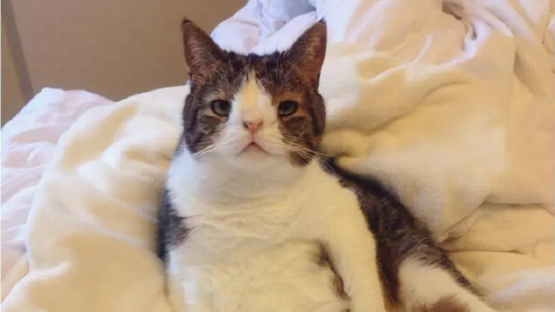 Monty cat down syndrome top