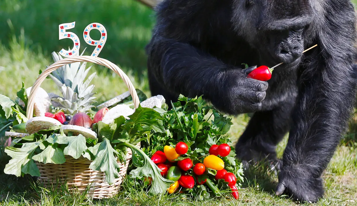 Gorila Fatou mengambil buah yang dihadiahkan untuknya saat merayakan ulang tahun ke-59 di Kebun Binatang Berlin, Jerman (13/4). Gorila wanita asal Afrika Barat tersebut menjadi gorila tertua di dunia.(Reuters/ Hannibal Hanschke)