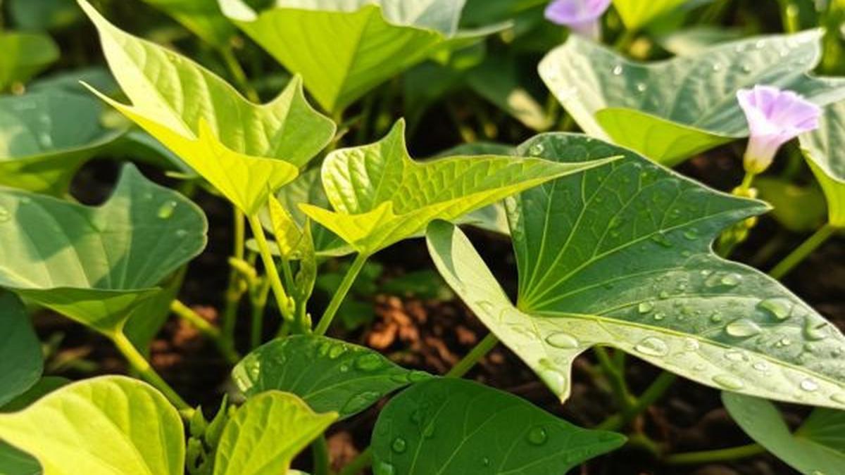 Cara Memasak Daun Ubi Jalar yang Lezat, Anti Pahit dan Langu