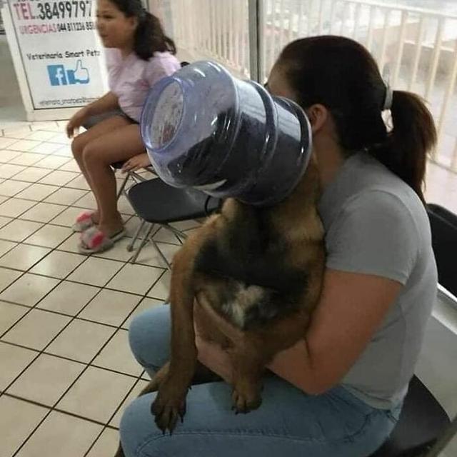 6 Potret Kejadian Apes Menimpa Hewan Ini Lucu tapi Bikin Kasihan