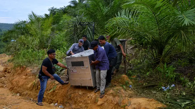 BKSDA Aceh Tangkap Harimau Sumatera