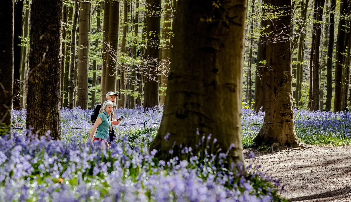 Pasangan berjalan di antara bunga bluebell yang bermekaran di hutan Hallerbos, Belgia, Kamis (19/4). Bunga mungil itu hanya sekitar 10-30 sentimeter dan tumbuh di setiap jengkal tanah Hallerbos, bercokol di kaki pepohonan. (AP/Geert Vanden Wijngaert)