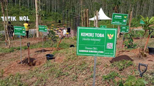 Pohon Kemiri Toba ditanam di kawasan Titik Nol Ibu Kota Negara (IKN) Nusantara