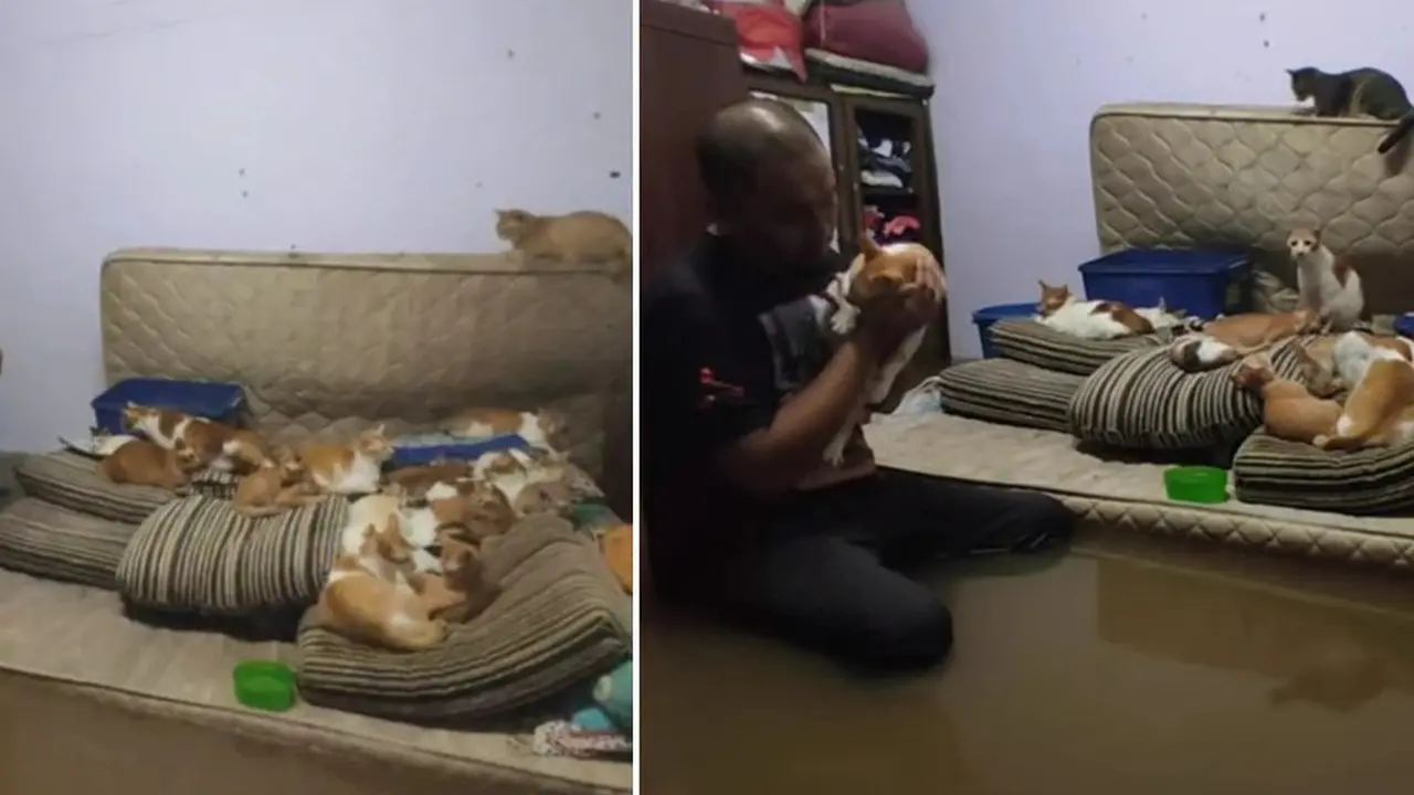 Selamatkan 32 Kucing, Dua Bersaudara Bertahan Saat Diterjang Banjir