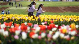 Dua orang anak berlari di antara bunga tulip selama Tesselaar Tulip Festival di Silvan, Dandenong Ranges, Melbourne (27/9). Pengunjung antusias melihat lebih dari satu juta warna-warni bunga, termasuk 900.000 tulip. (AFP Photo/William West)