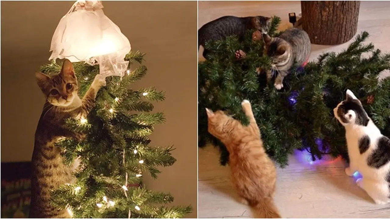 8 Potret Tingkah Kucing Merusak Pohon Natal, Bikin Tepuk Jidat
