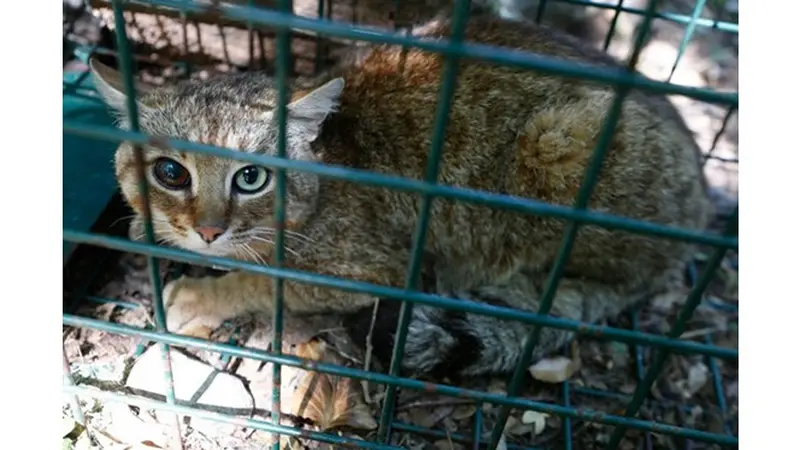 Ilmuwan Ini Temukan Spesies Kucing Baru, Penampakannya Mengagumkan